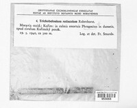 Trichobelonium kneiffii image